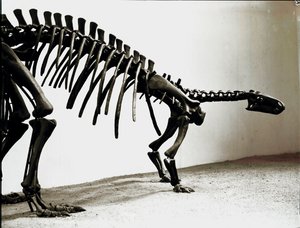 Forhistorie: skelet af camptosaurus dinosaur (Camptosaurus Brownie). Periode af Superior Jurassic. Museo civico di Storia Nature, Milano af Prehistoric Prehistoric