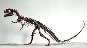 Forhistorie: skelet af dinosauren Allosaurus fragilis. Periode af den øvre jura. Civic Museum of Natural History, Milano af Prehistoric Prehistoric
