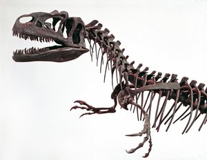 Forhistorie: skelet af dinosauren Allosaurus fragilis. Periode af den øvre jura. Civic Museum of Natural History, Milano af Prehistoric Prehistoric