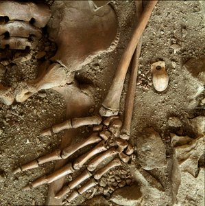 Forhistorie: teenagegrav. Detaljevisning af begravelsesbuksen fra Candid Arene-hulen (Finale Ligure), Ligurien. Øvre palæolitikum, 24000 f.Kr. Gener, museo di archeologia ligure af Prehistoric Prehistoric