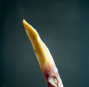 Forhistorie: spids af flint fra Necropole of Arene Candide (Finale Liguria), Liguria. Øvre palæolitikum, stenalder. Genes, ligurisk arkæologisk museum af Prehistoric Prehistoric