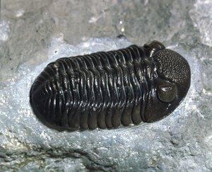 Forhistorie: trilobit Phacops Rana fossil (leddyr). Palæozoikum, periode af Devon. Find i Ohio, USA af Prehistoric Prehistoric