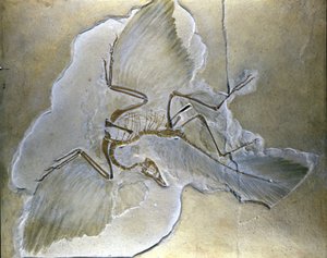 Primitive fugle blev kaldt Archaeopteryx. Der er fundet komplette fossiler i Bayern, i den øvre jura-skifer. af Prehistoric Prehistoric