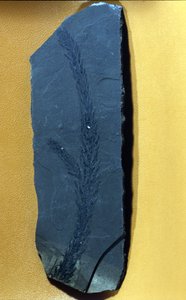 forhistorie: Glyptolepsis keuperiana, fossilt nåletræ fra den øvre trias periode, mesozoikum. af Prehistoric Prehistoric