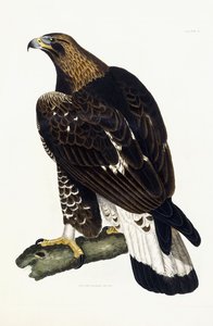 En ung kongeørn