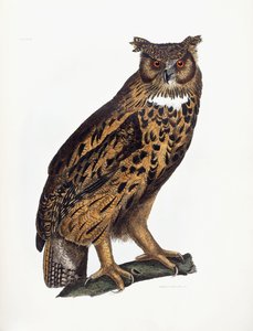 Stor øreugle