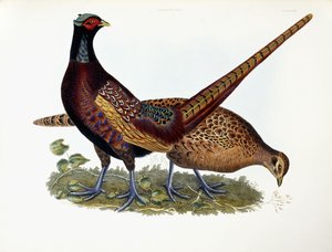 Pheasantsdani