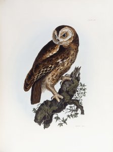 Tawny Owl, 1841