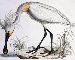 White Spoonbill, 1834dani