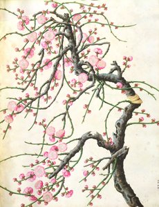 Ferskenblomst (farve på papir) af Qing Dynasty Chinese School