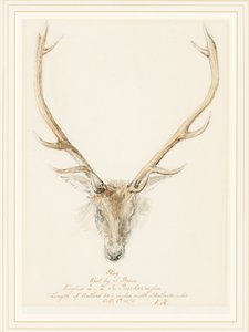 Et kronhjort skudt af John Brown, 1874