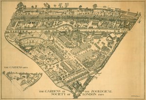 London Zoo, Regents Park, Westminster, 1929 af RB Brook Greaves