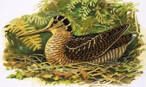 At se på naturen: Skovsneppen