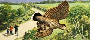 At se på naturen: Skovsneppen af R.B. Davis