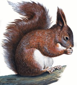 Red Squirrel (gouache på papir) af R.B. Davis