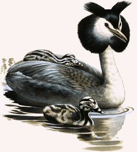 Den toppede lappedykker af R.B. Davis
