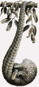 Pangolinen af R.B. Davis