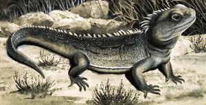 Tuatura