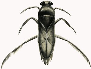 Water Boatman (gouache på papir) af R.B. Davis