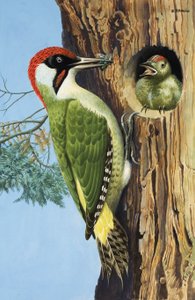 Woodpecker (gouache på papir) af R.B. Davis