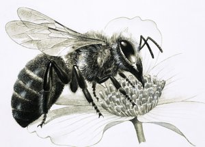 Arbejderbi samler nektar fra blomst af R.B. Davis