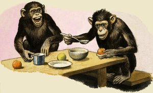 Z for Zoo. Chimpansens teselskab