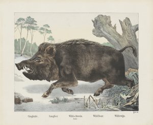 cinghiale. / Sanglier. / vildsvin. / mace. / Vildsvin. / Wild Wine (titel på objekt) af R. Schulz