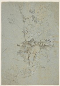 Plante undersøgelse af Rachel Ruysch