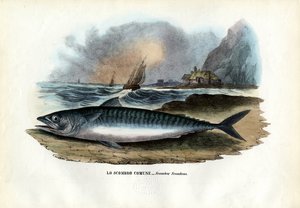 Atlanterhavsmakrel, 1863-79 af Raimundo Petraroja