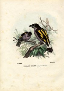 Broadbills, 1863-79 af Raimundo Petraroja