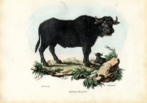 Buffalo, 1863-79 af Raimundo Petraroja