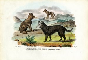 Hunde af Raimundo Petraroja