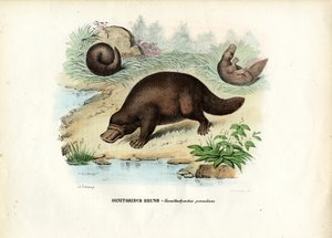 Andenæbbet Næbdyr, 1863-79