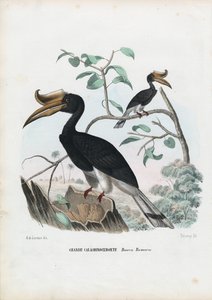 Great Hornbill, 1863-79 af Raimundo Petraroja
