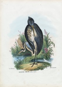 Gråhejre, 1863-79 af Raimundo Petraroja