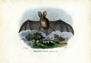 Grå langøret flagermus, 1863-79 af Raimundo Petraroja