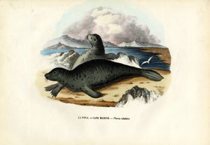 Spættet sæl, 1863-79