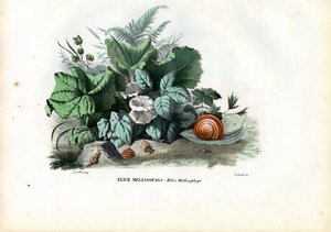 Helix snegle, 1863-79 af Raimundo Petraroja