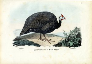 Perlehøns med hjelm, 1863-79 af Raimundo Petraroja