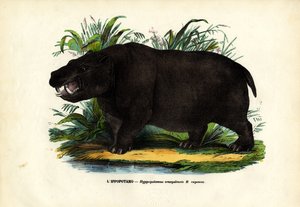 Flodhest, 1863-79 af Raimundo Petraroja