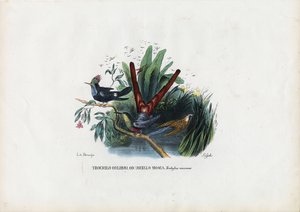 Kolibrier, 1863-79 af Raimundo Petraroja