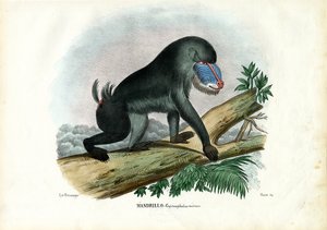 Mandrill, 1863-79