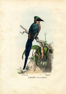 Motmot, 1863-79 af Raimundo Petraroja