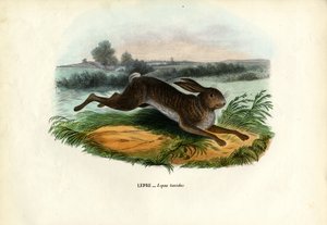 Bjerghare, 1863-79 af Raimundo Petraroja