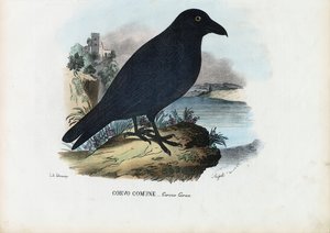Ravn, 1863-79 af Raimundo Petraroja