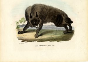 Stribet hyæne, 1863-79 af Raimundo Petraroja