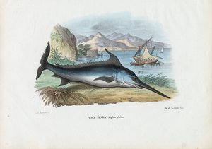 Sværdfisk, 1863-79 af Raimundo Petraroja