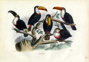 Tucans, 1863-79 af Raimundo Petraroja