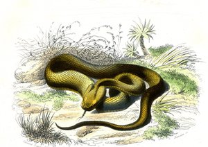 Vipere spydspids (Cophias Lanceolatus) - Platte fra naturhistorie af Bernard Germain de Lacepede (1856-1925), udgave P.Furme, Paris