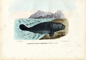 Vestindiske Manatee, 1863-79